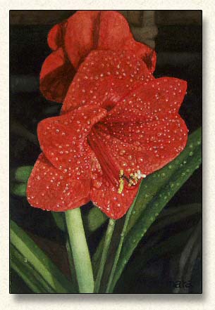 Amaryllis