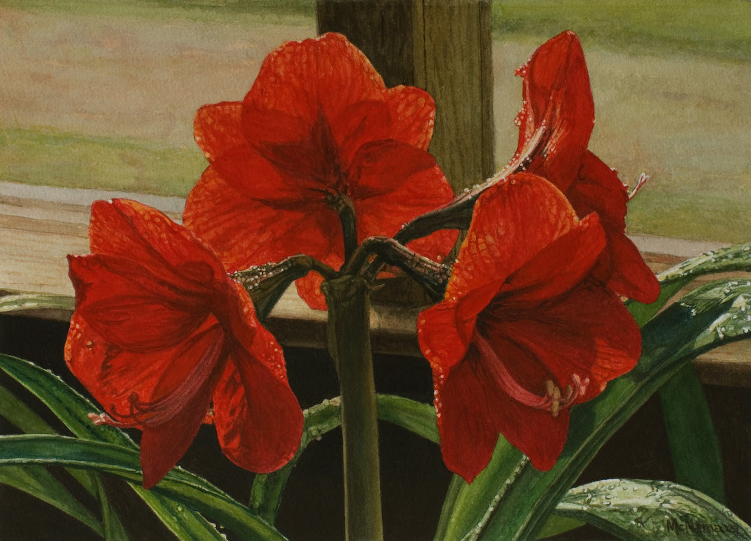 Amaryllis on the Porch