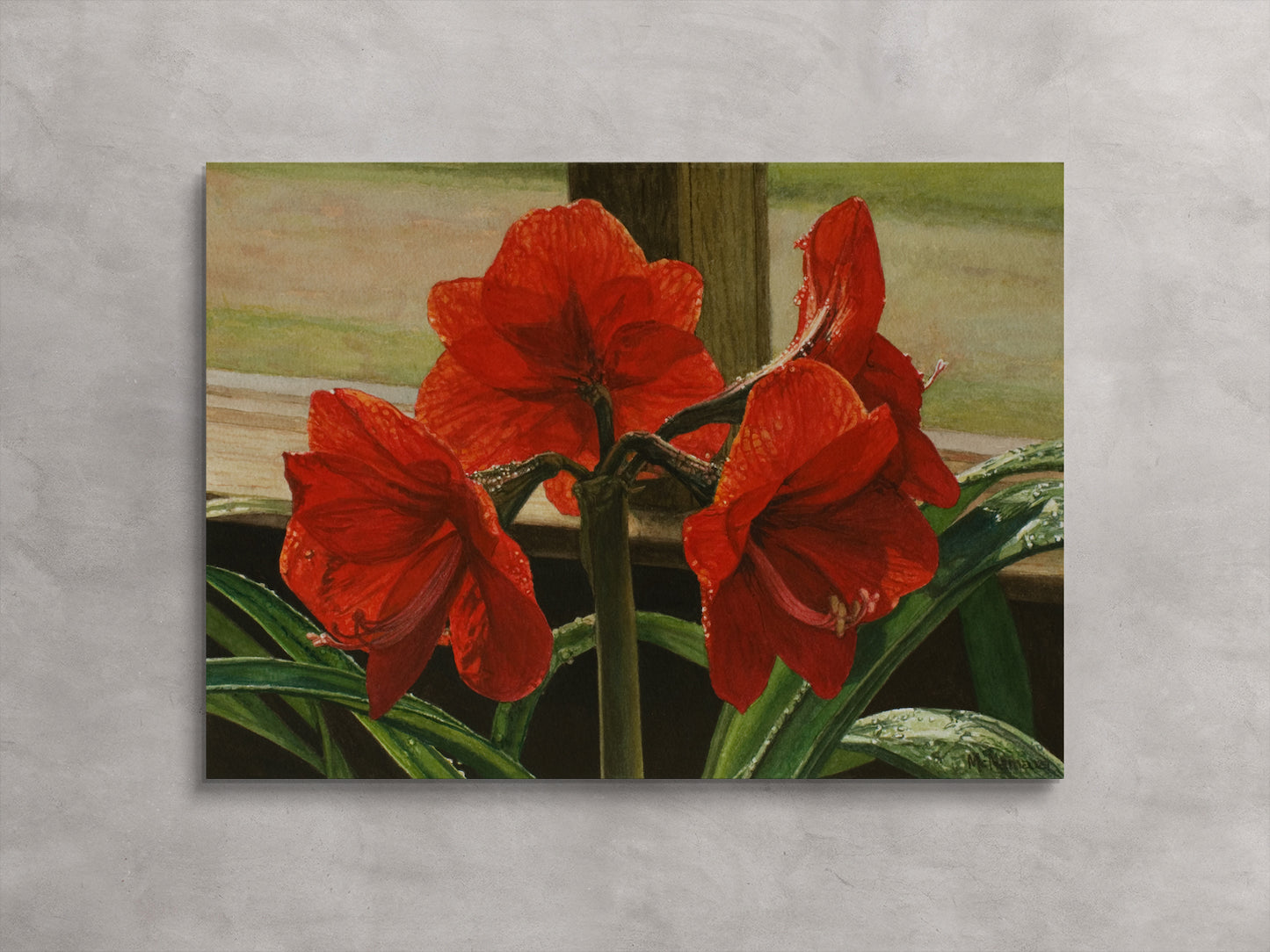 Amaryllis on the Porch