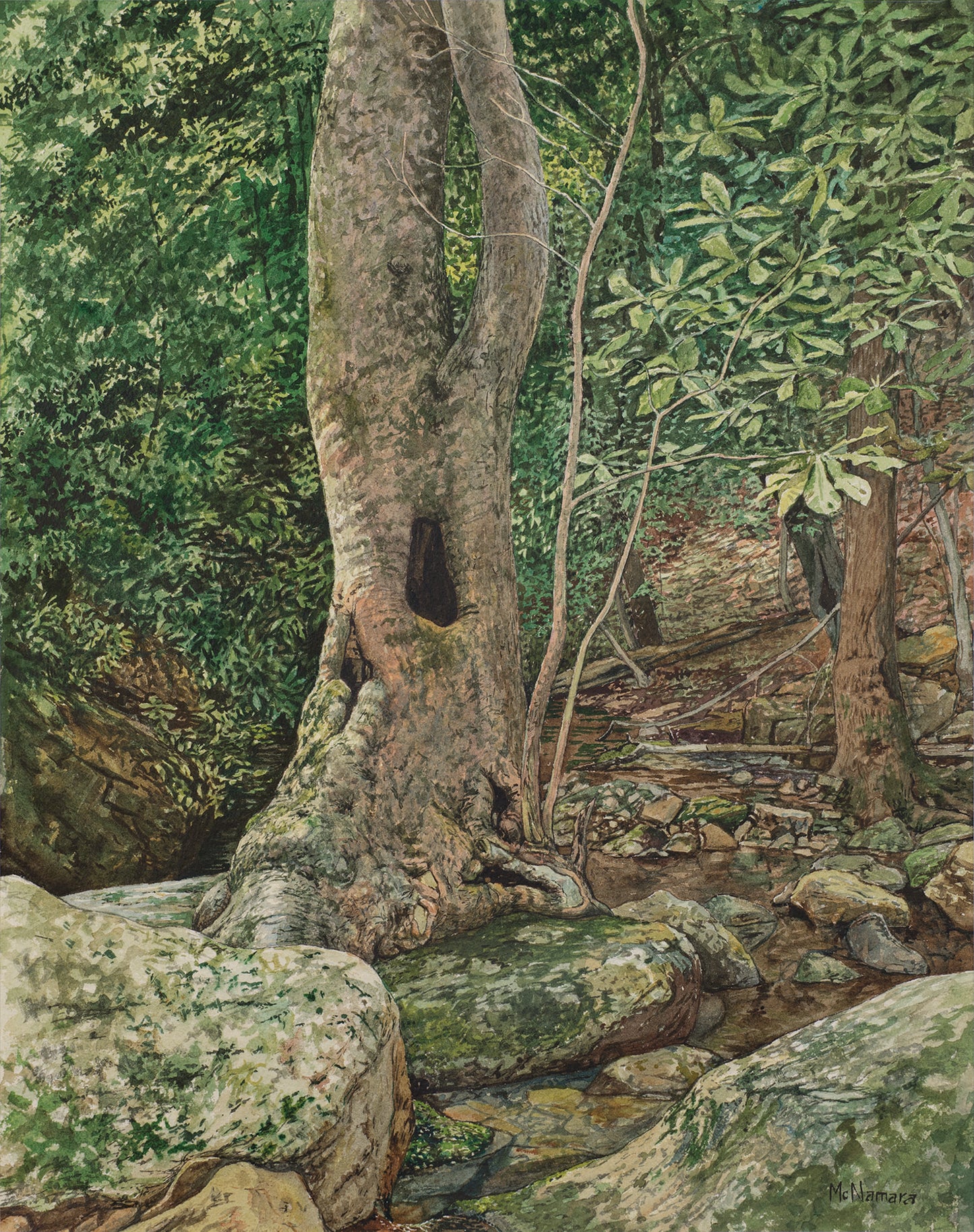 Sycamore at Doug Hollow