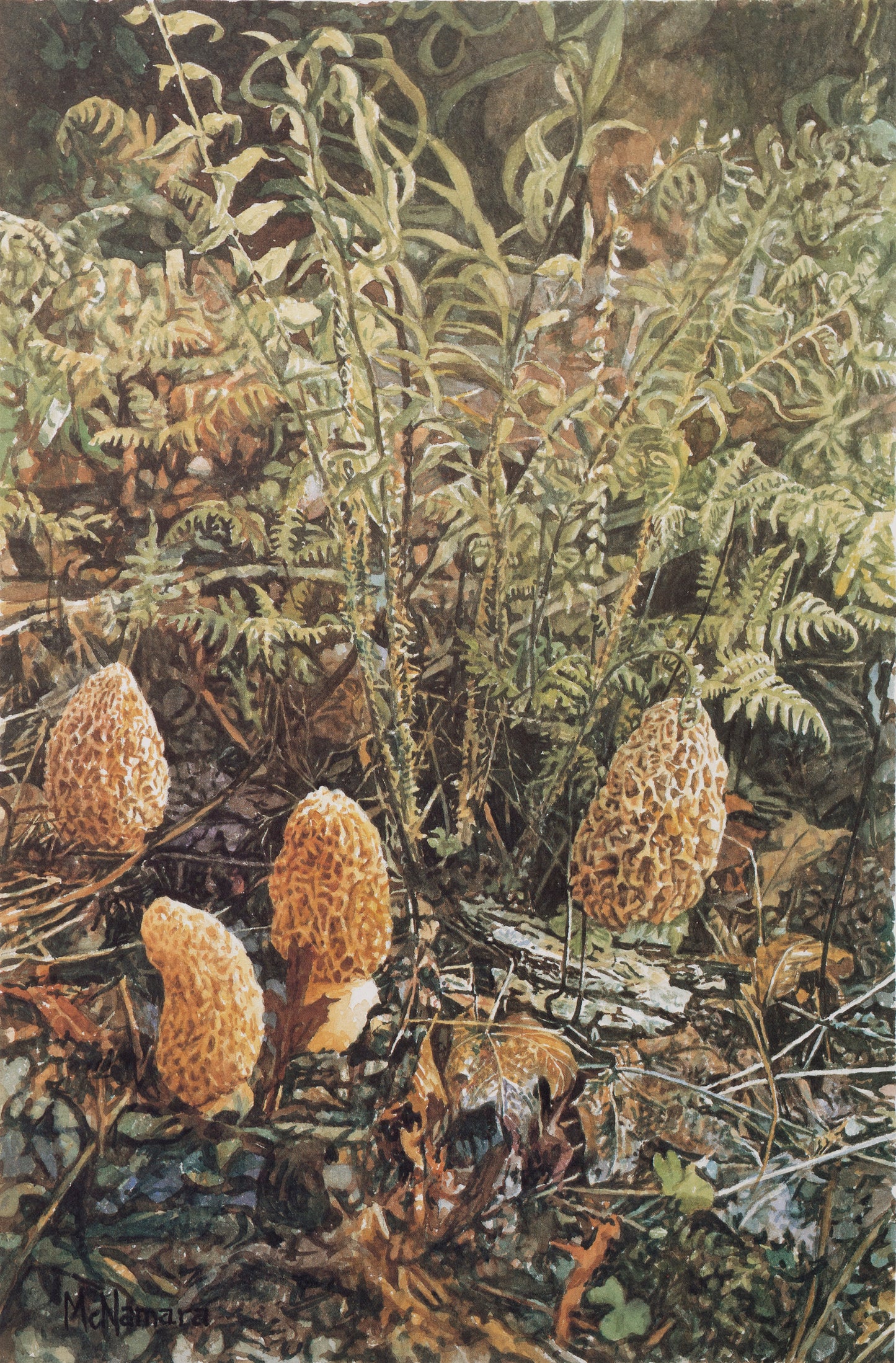 Morels