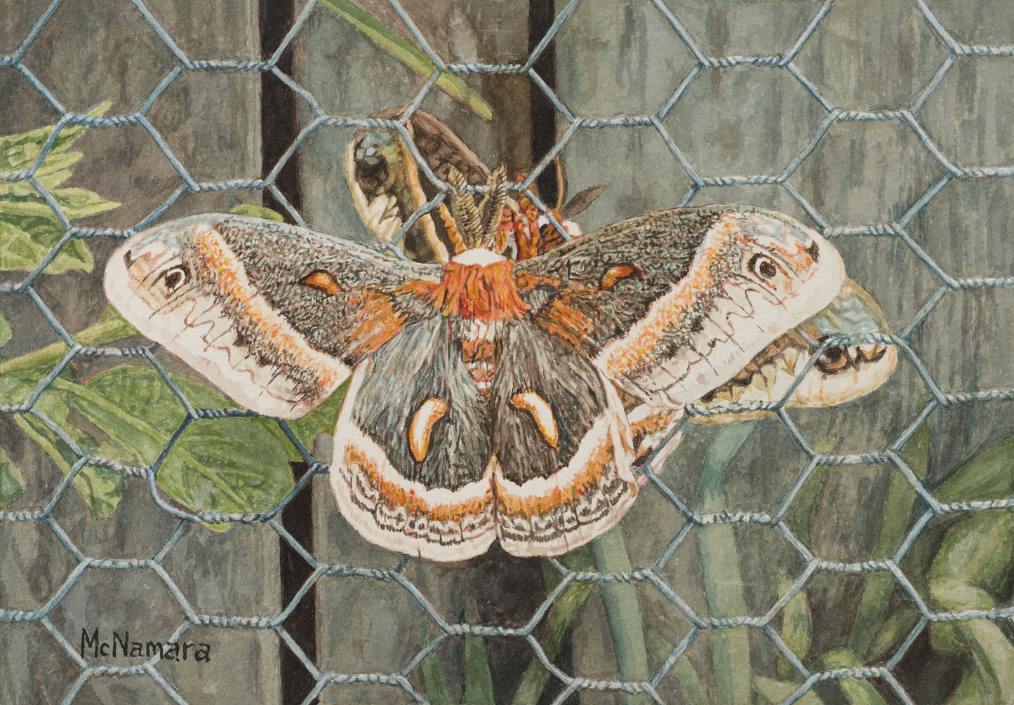 Cecropia Moths