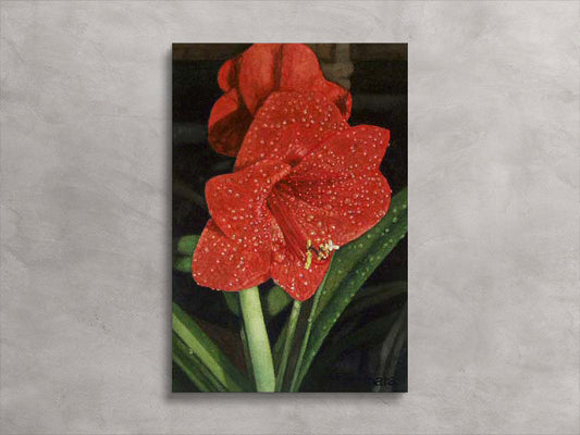 Amaryllis